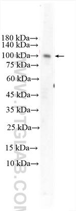 GRIA1 Antibody in Western Blot (WB)