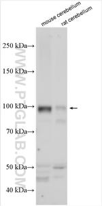 GRIA1 Antibody in Western Blot (WB)
