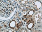 PIPPIN Antibody in Immunohistochemistry (Paraffin) (IHC (P))
