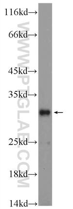 PIPPIN Antibody in Western Blot (WB)