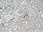 PIPPIN Antibody in Immunohistochemistry (Paraffin) (IHC (P))