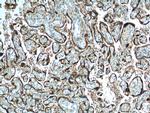 hCG alpha Antibody in Immunohistochemistry (Paraffin) (IHC (P))