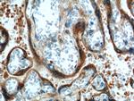 hCG alpha Antibody in Immunohistochemistry (Paraffin) (IHC (P))