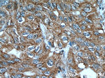 hCG alpha Antibody in Immunohistochemistry (Paraffin) (IHC (P))