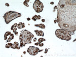 hCG alpha Antibody in Immunohistochemistry (Paraffin) (IHC (P))