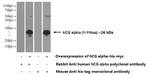 hCG alpha Antibody in Western Blot (WB)
