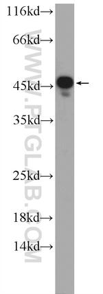SUMF1 Antibody in Western Blot (WB)
