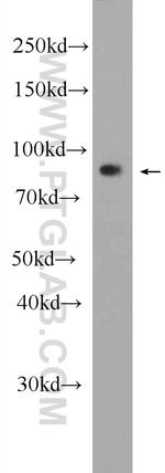 LRCH1 Antibody in Western Blot (WB)