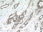 C8orf48 Antibody in Immunohistochemistry (Paraffin) (IHC (P))