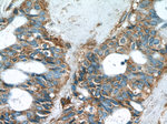 C8orf48 Antibody in Immunohistochemistry (Paraffin) (IHC (P))