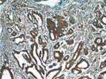 C8orf48 Antibody in Immunohistochemistry (Paraffin) (IHC (P))