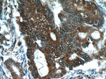 C8orf48 Antibody in Immunohistochemistry (Paraffin) (IHC (P))