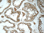 C8orf48 Antibody in Immunohistochemistry (Paraffin) (IHC (P))