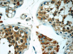 C8orf48 Antibody in Immunohistochemistry (Paraffin) (IHC (P))