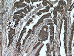 C8orf48 Antibody in Immunohistochemistry (Paraffin) (IHC (P))