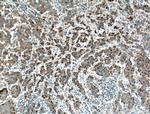 DEC1 Antibody in Immunohistochemistry (Paraffin) (IHC (P))