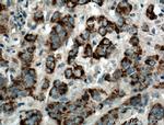 DEC1 Antibody in Immunohistochemistry (Paraffin) (IHC (P))