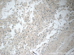 C21orf58 Antibody in Immunohistochemistry (Paraffin) (IHC (P))