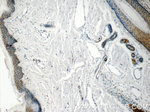 C21orf58 Antibody in Immunohistochemistry (Paraffin) (IHC (P))