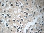 C21orf58 Antibody in Immunohistochemistry (Paraffin) (IHC (P))