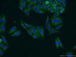NWD1 Antibody in Immunocytochemistry (ICC/IF)