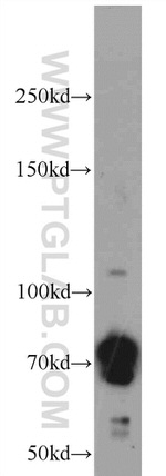 NWD1 Antibody in Western Blot (WB)