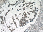 RelB Antibody in Immunohistochemistry (Paraffin) (IHC (P))