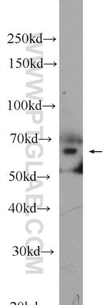 RelB Antibody in Western Blot (WB)