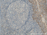 MSC Antibody in Immunohistochemistry (Paraffin) (IHC (P))