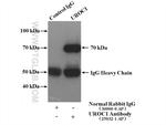 UROC1 Antibody in Immunoprecipitation (IP)