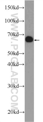 UROC1 Antibody in Western Blot (WB)