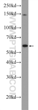 C4orf29 Antibody in Western Blot (WB)