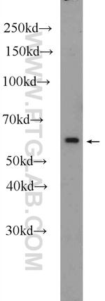 C4orf29 Antibody in Western Blot (WB)