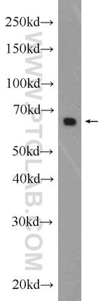 NAS1/SLC13A1 Antibody in Western Blot (WB)