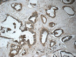 TPPP Antibody in Immunohistochemistry (Paraffin) (IHC (P))