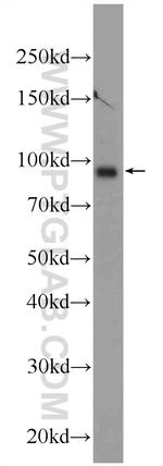 TMCC2 Antibody in Western Blot (WB)