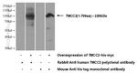 TMCC2 Antibody in Western Blot (WB)