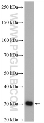 CAPZB Antibody in Western Blot (WB)