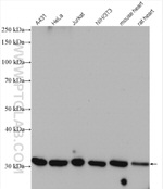 CAPZB Antibody in Western Blot (WB)