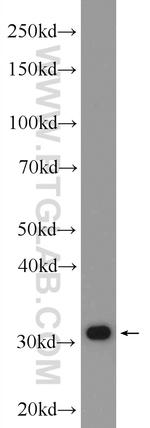 CAPZB Antibody in Western Blot (WB)