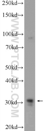 CAPZB Antibody in Western Blot (WB)