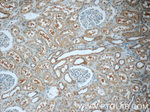 LPP Antibody in Immunohistochemistry (Paraffin) (IHC (P))