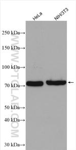 LPP Antibody in Western Blot (WB)