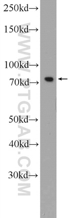LPP Antibody in Western Blot (WB)