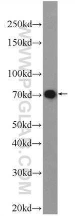 LPP Antibody in Western Blot (WB)