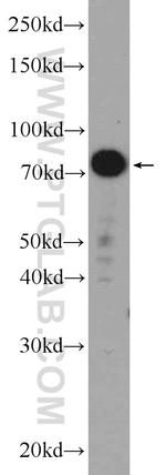 LPP Antibody in Western Blot (WB)