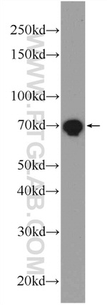 LPP Antibody in Western Blot (WB)