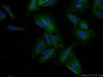 IDO2 Antibody in Immunocytochemistry (ICC/IF)