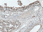 IDO2 Antibody in Immunohistochemistry (Paraffin) (IHC (P))