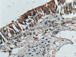 IDO2 Antibody in Immunohistochemistry (Paraffin) (IHC (P))